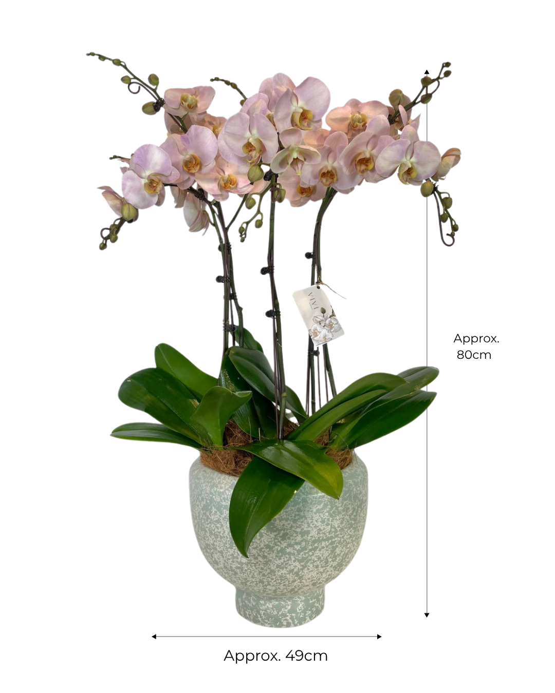 Flora