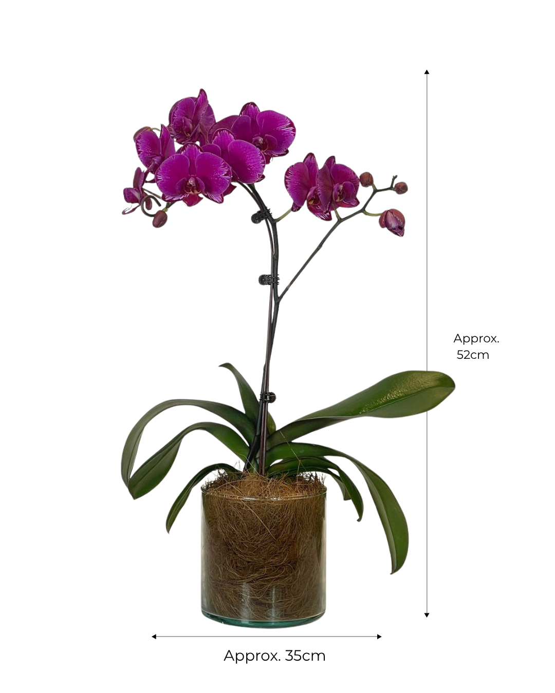Flora
