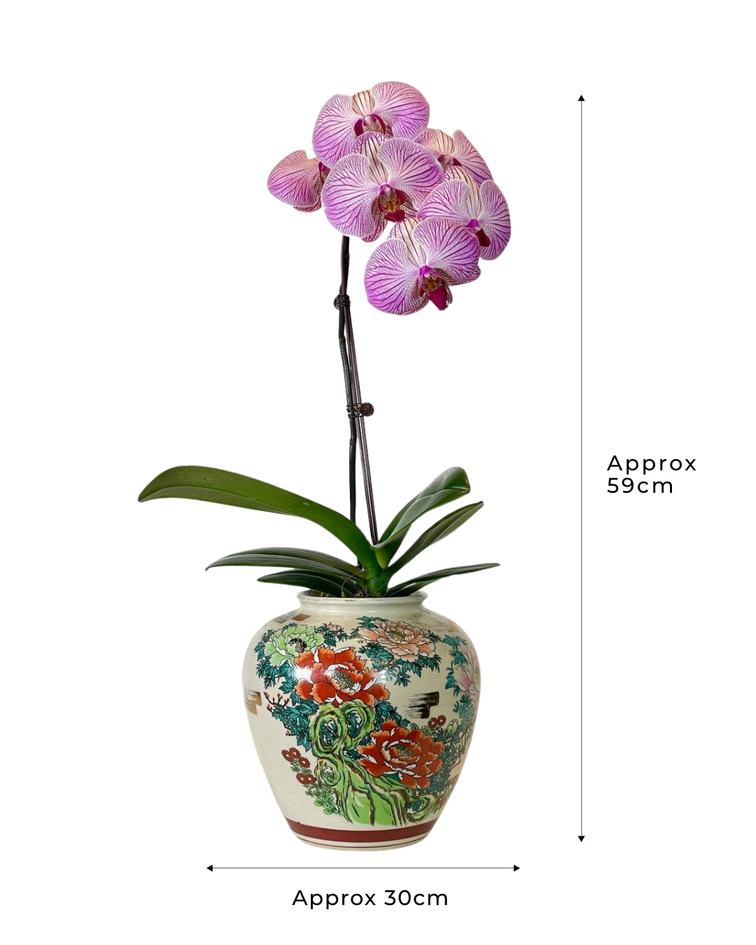 The Empress's Orchid
