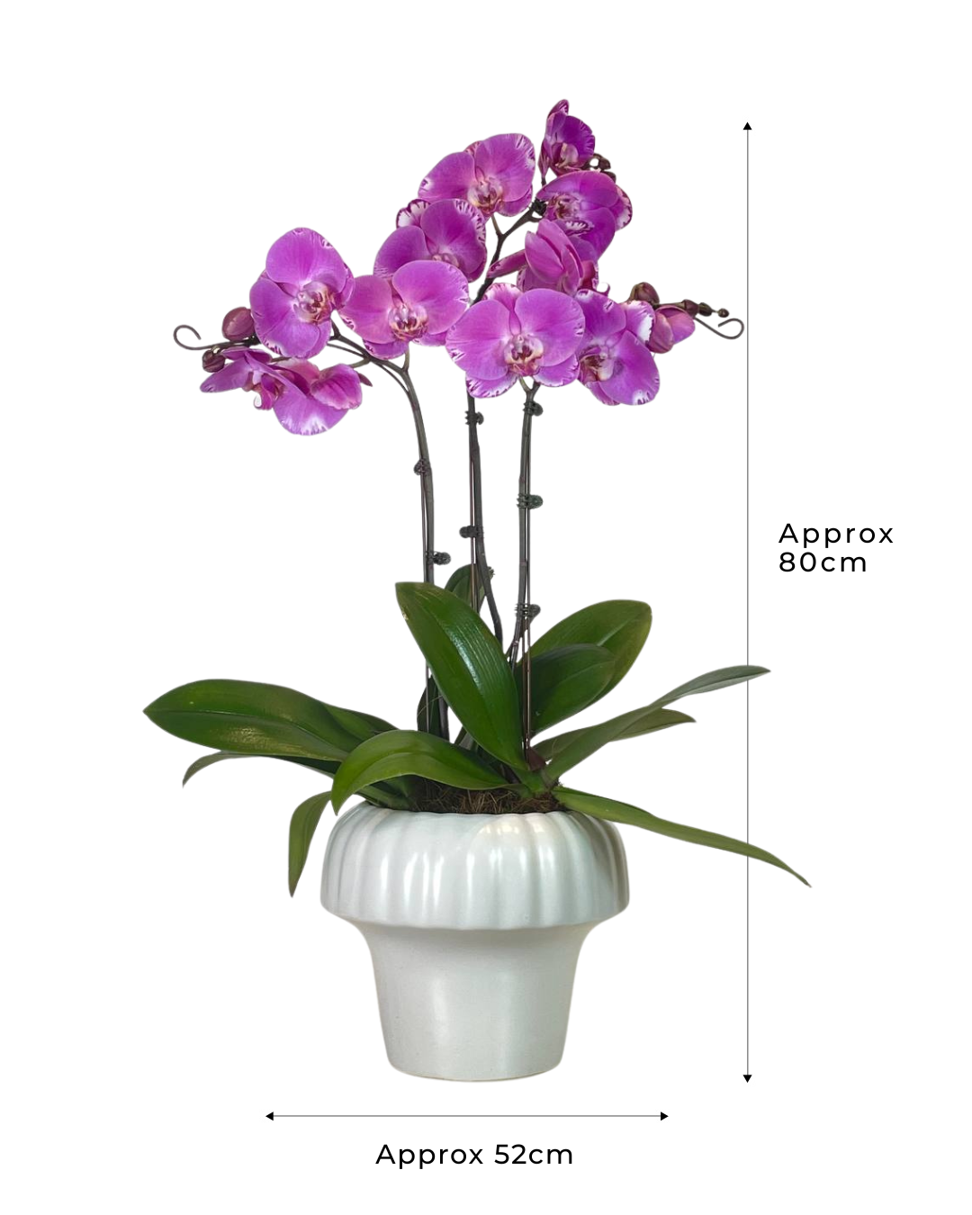 Aleish