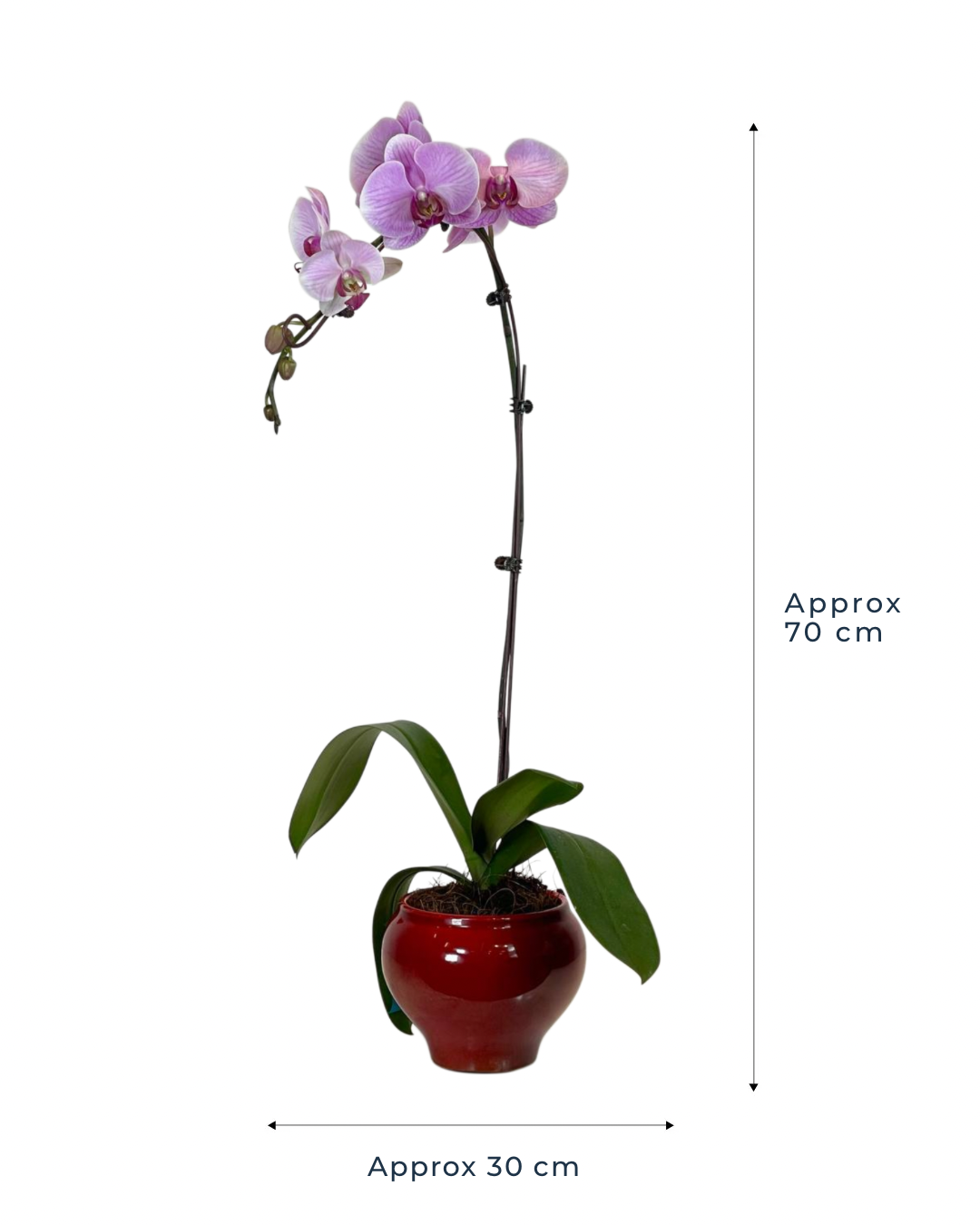 Cherrie