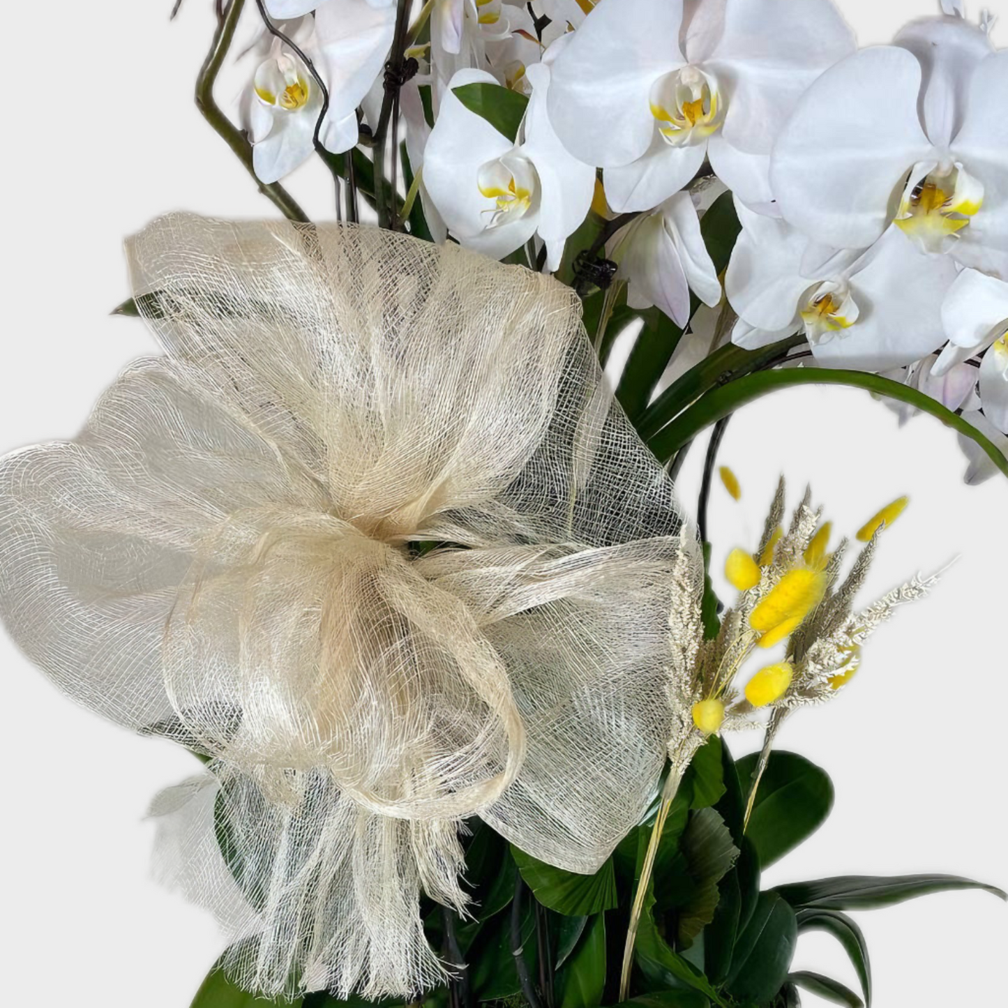 Whispering Elegance