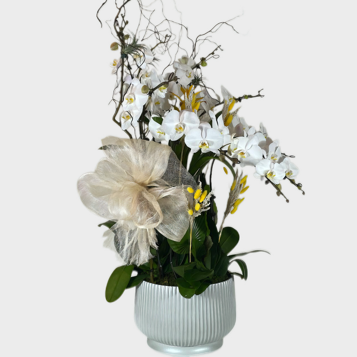 Whispering Elegance