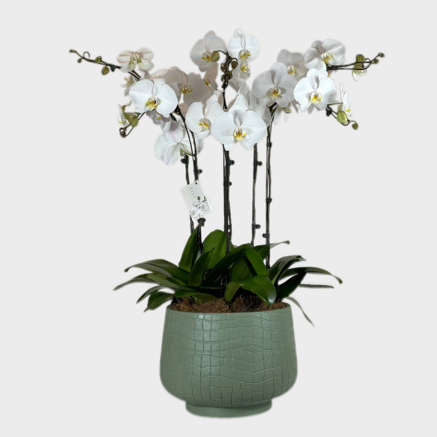 Prestige Petals