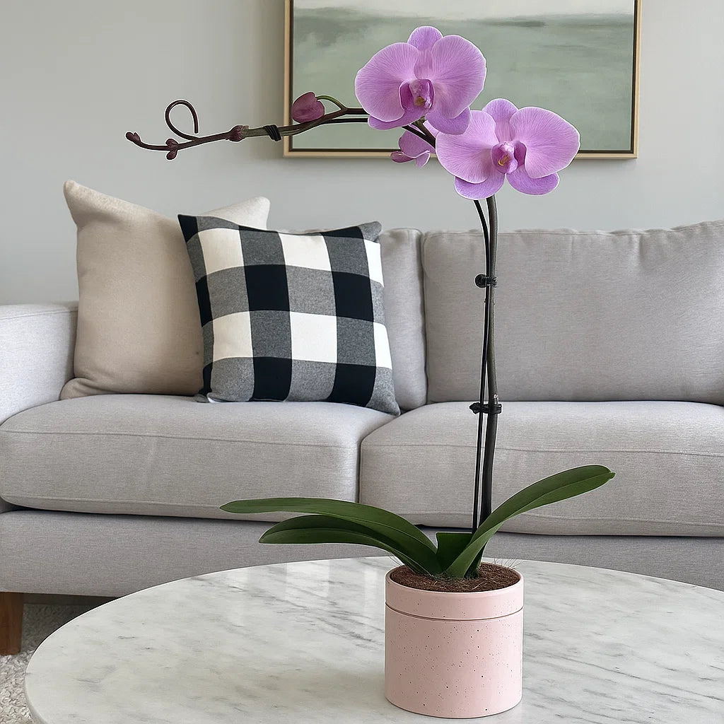 Monthly Subscription: 1 Large Stem Delivered Monthly