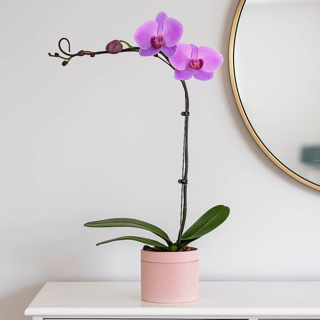 Monthly Subscription: 1 Large Stem Delivered Monthly