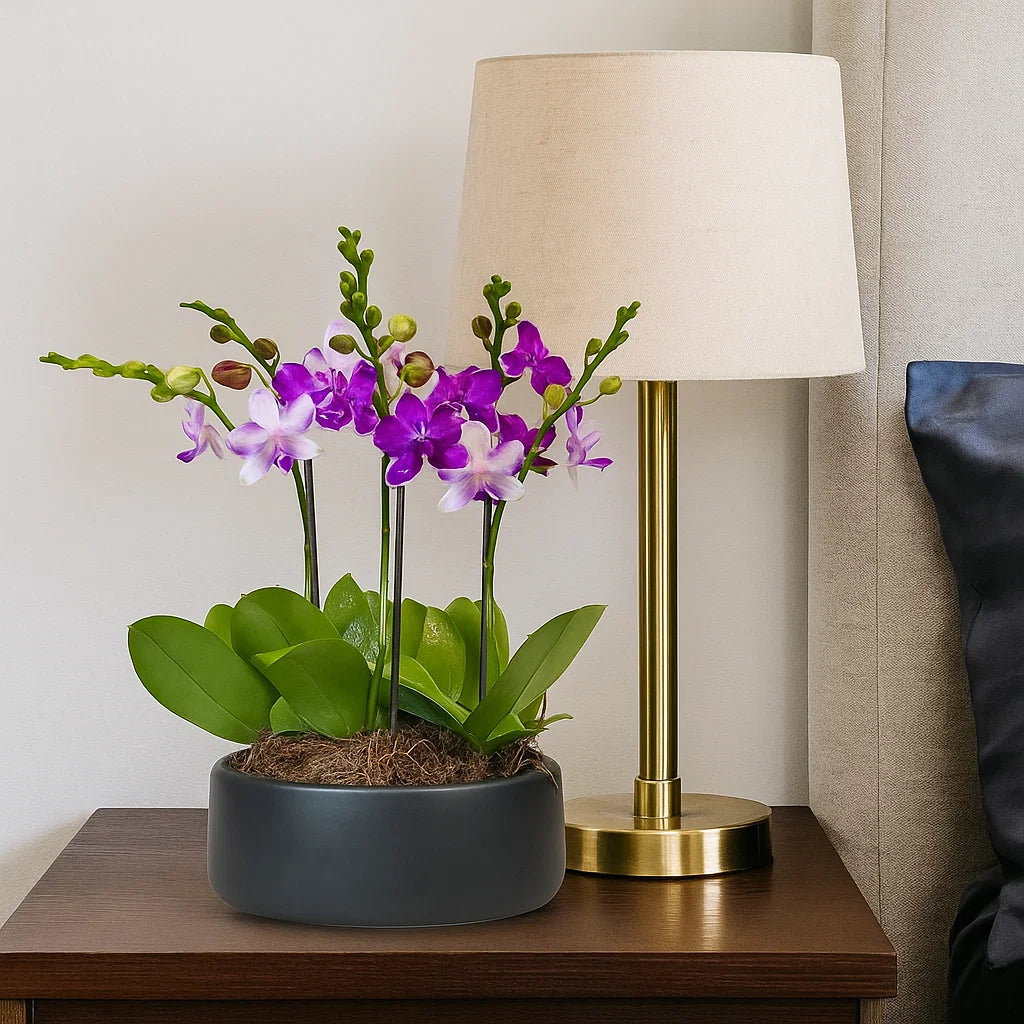 Monthly Subscription: 6 Medium Stems Delivered Monthly