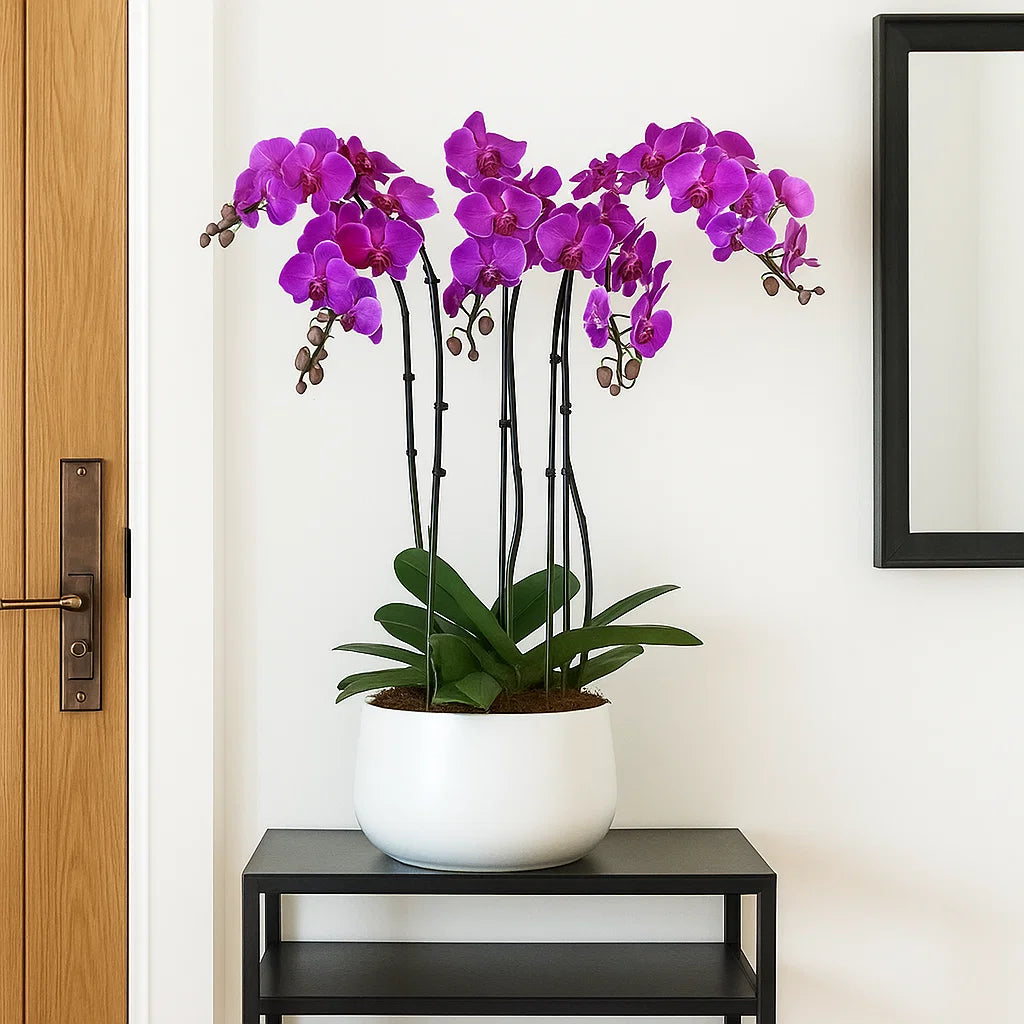 Monthly Subscription: 5 Large Stems Delivered Monthly