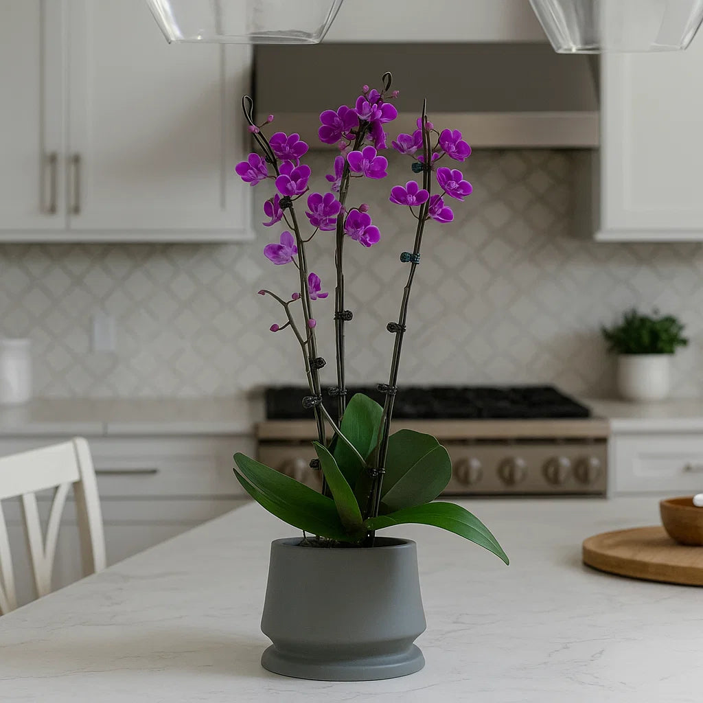 Monthly Subscription: 3 Medium Stems Delivered Monthly
