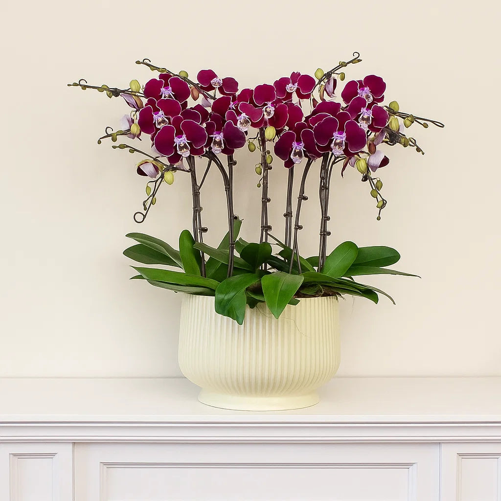 Monthly Subscription: 9 Large Stems Delivered Monthly