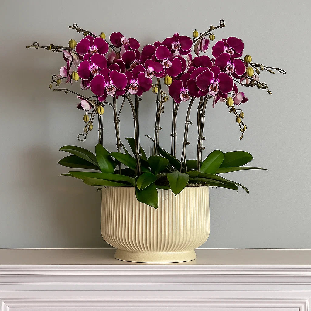 Monthly Subscription: 9 Large Stems Delivered Monthly
