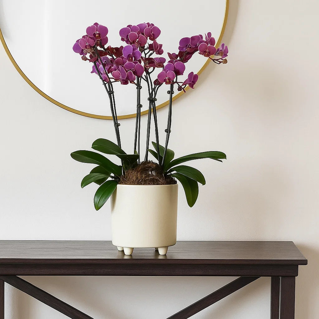 Monthly Subscription: 4 Large Stems Delivered Monthly