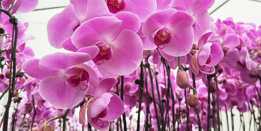 Your Guide to Growing and Caring for Phalaenopsis Orchids