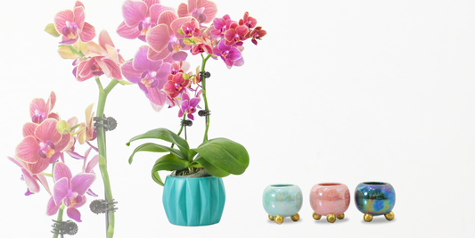 how to repot orchids