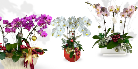 Vibrant Orchids for the Holidays: The Perfect Gift