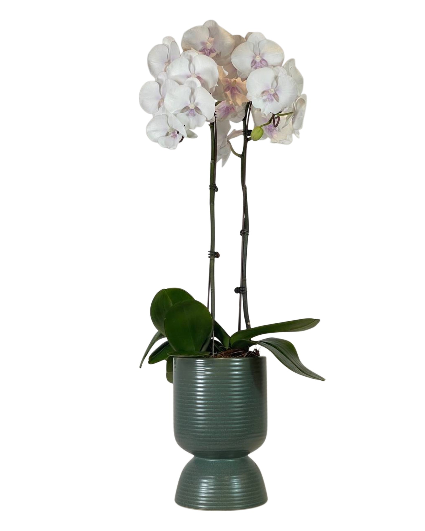 Windra