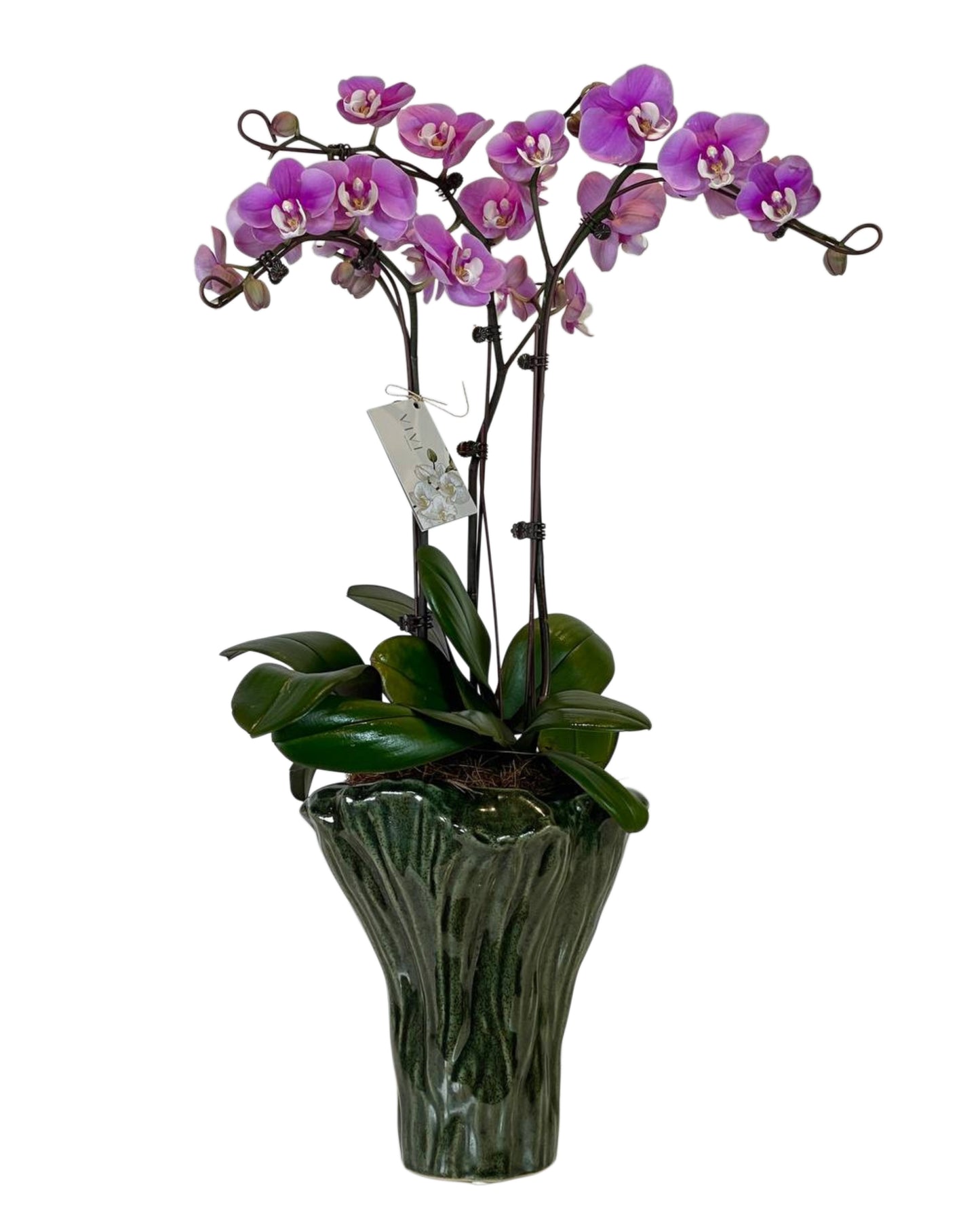 Oliva