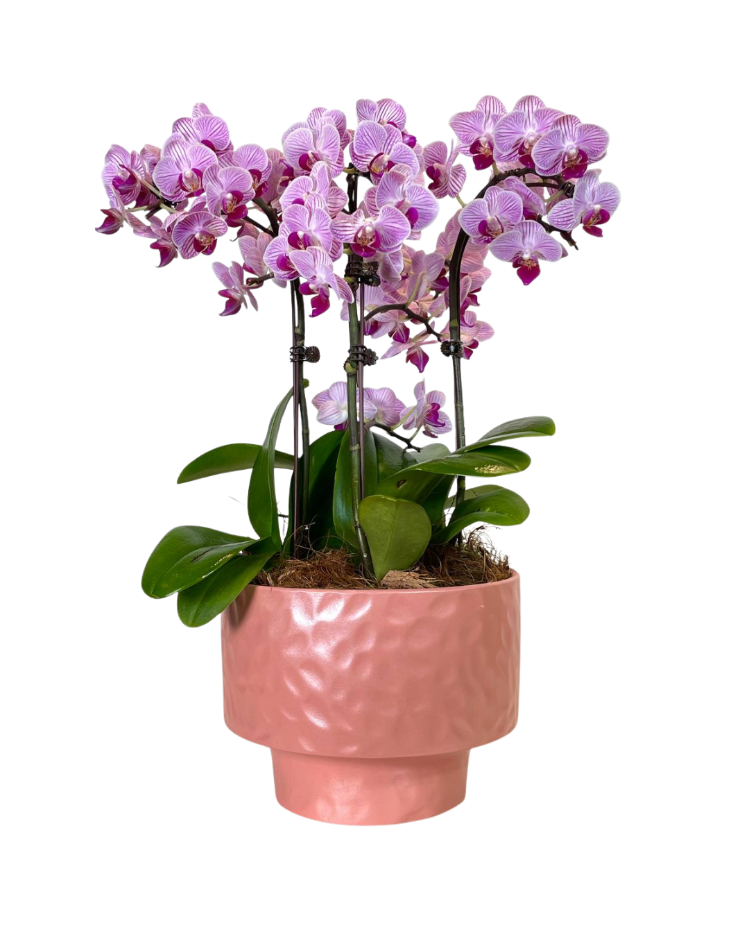 Gwendolyn