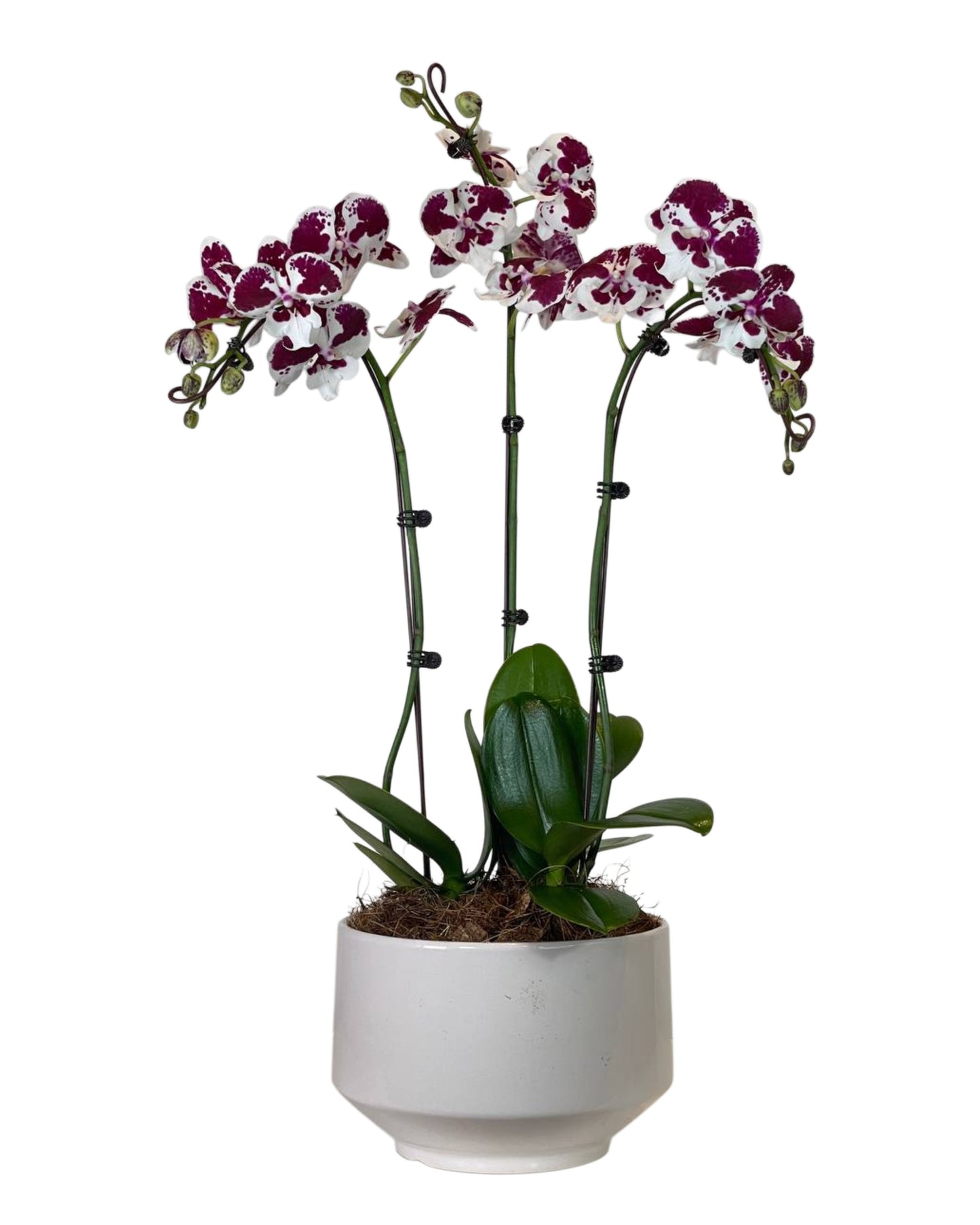 Winter Bloom