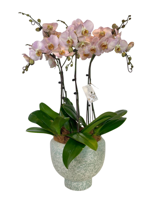 Flora