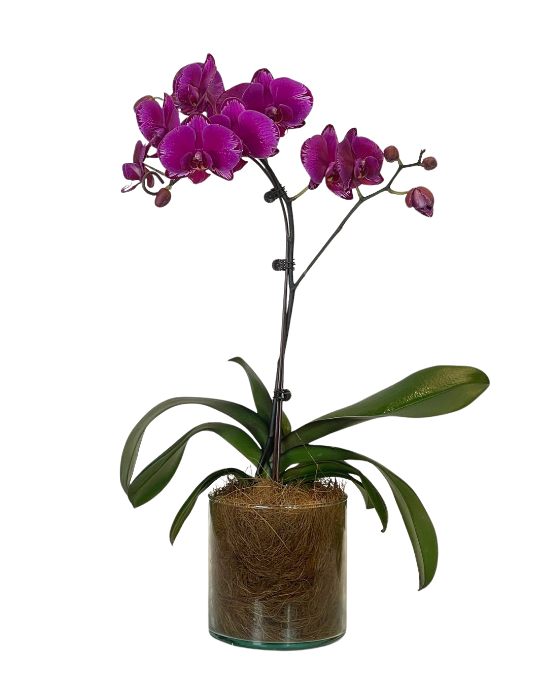 Flora