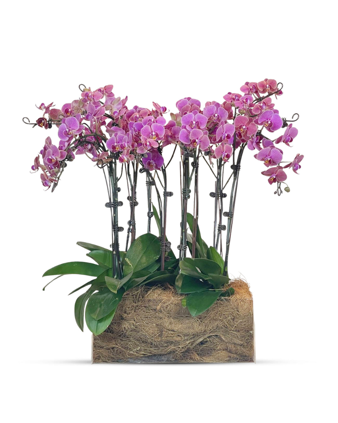 Special Offer: 6+2 Large in acrylic box