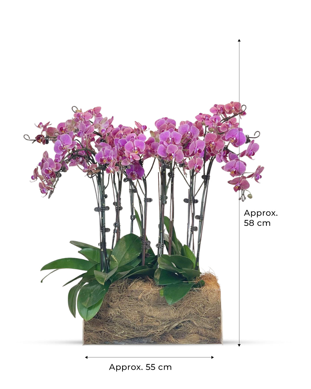 Special Offer: 6+2 Large in acrylic box