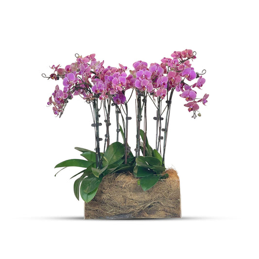 Special Offer: 6+2 Large in acrylic box