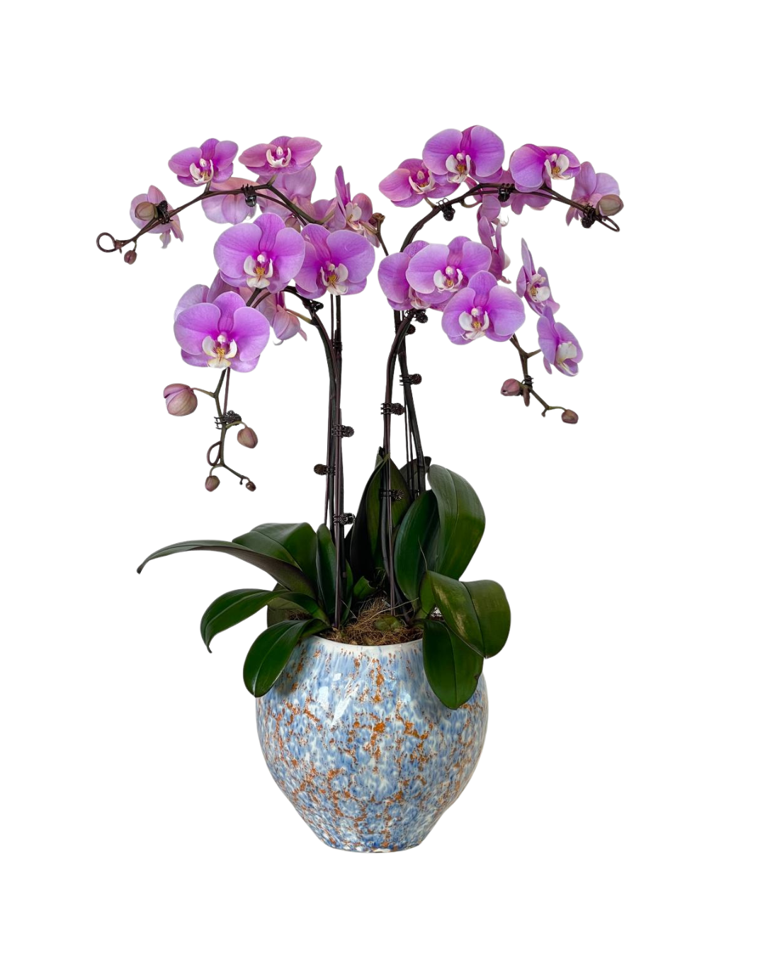 Aviona