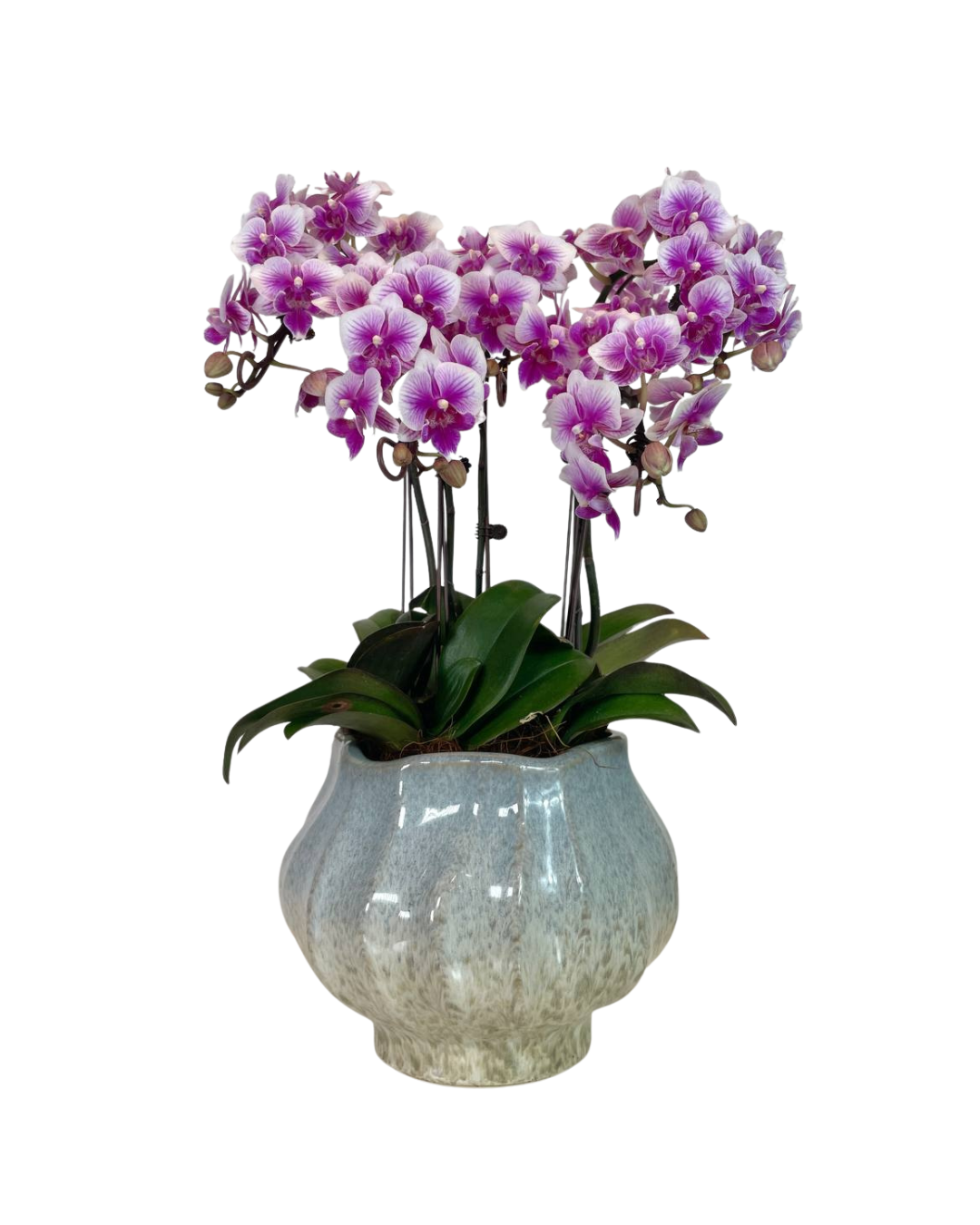 Rhina