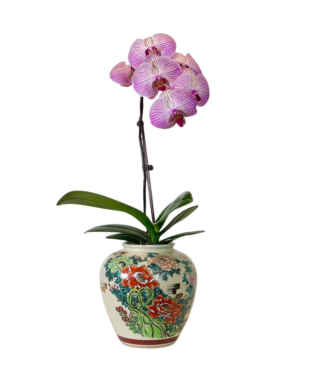 The Empress's Orchid