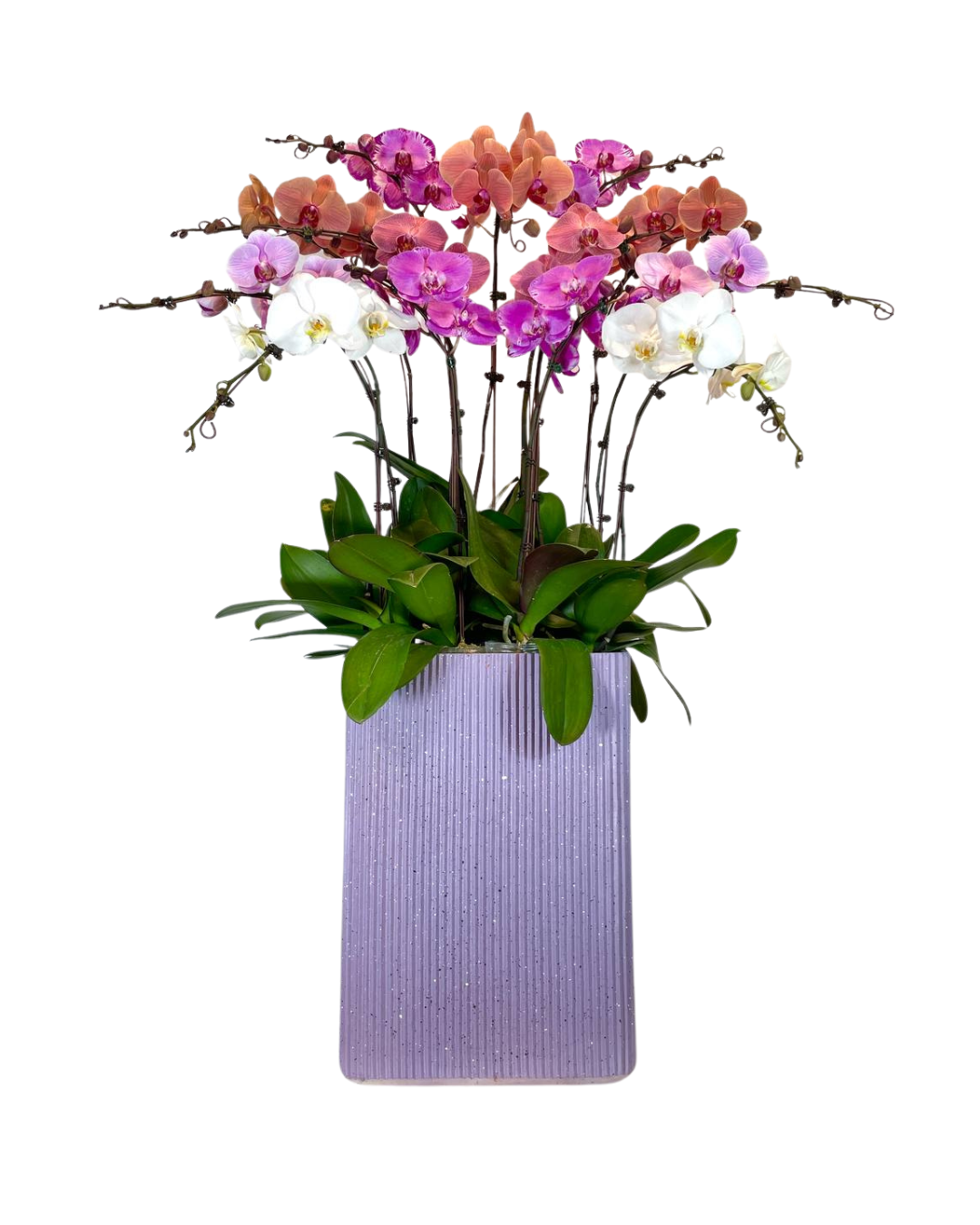 Magenta