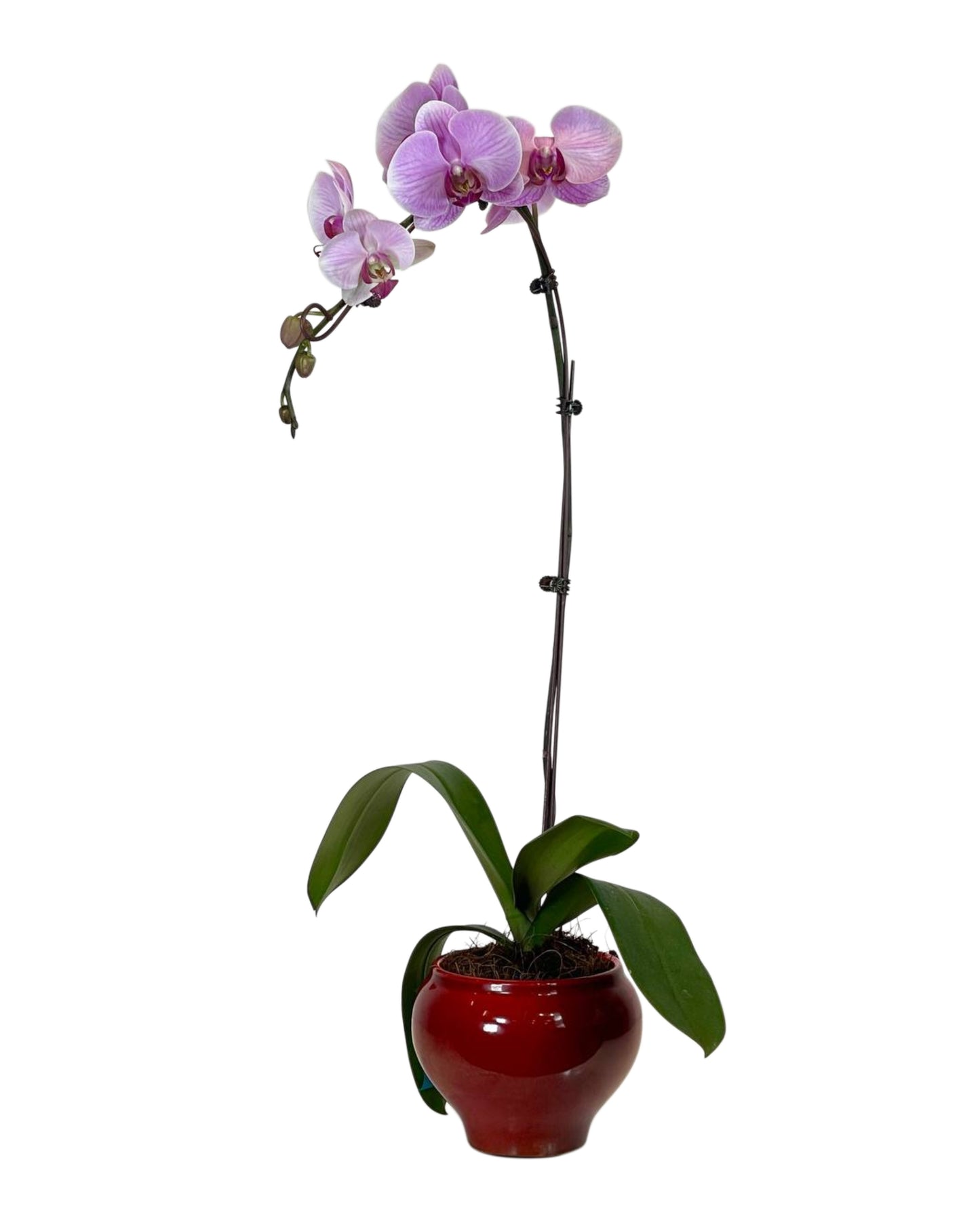 Cherrie