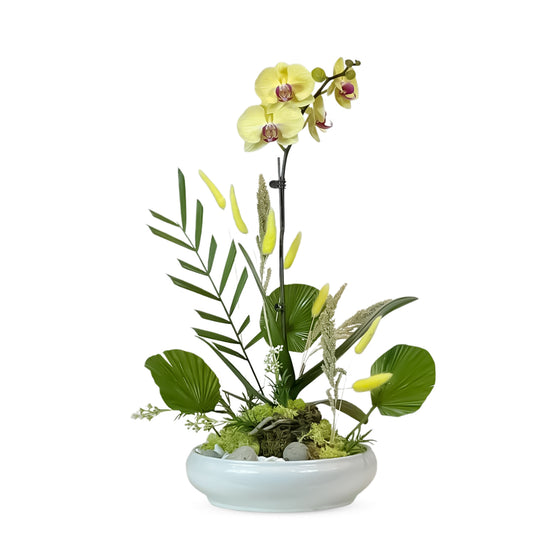 Ikebana Orchid