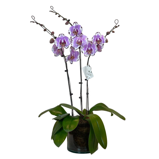 Viola