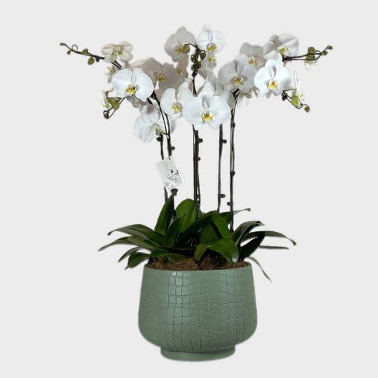 Prestige Petals