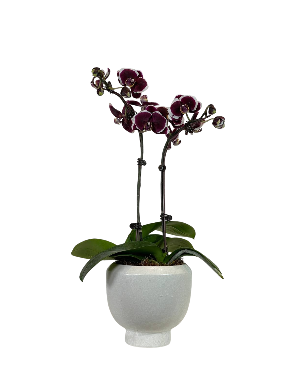 Mayown
