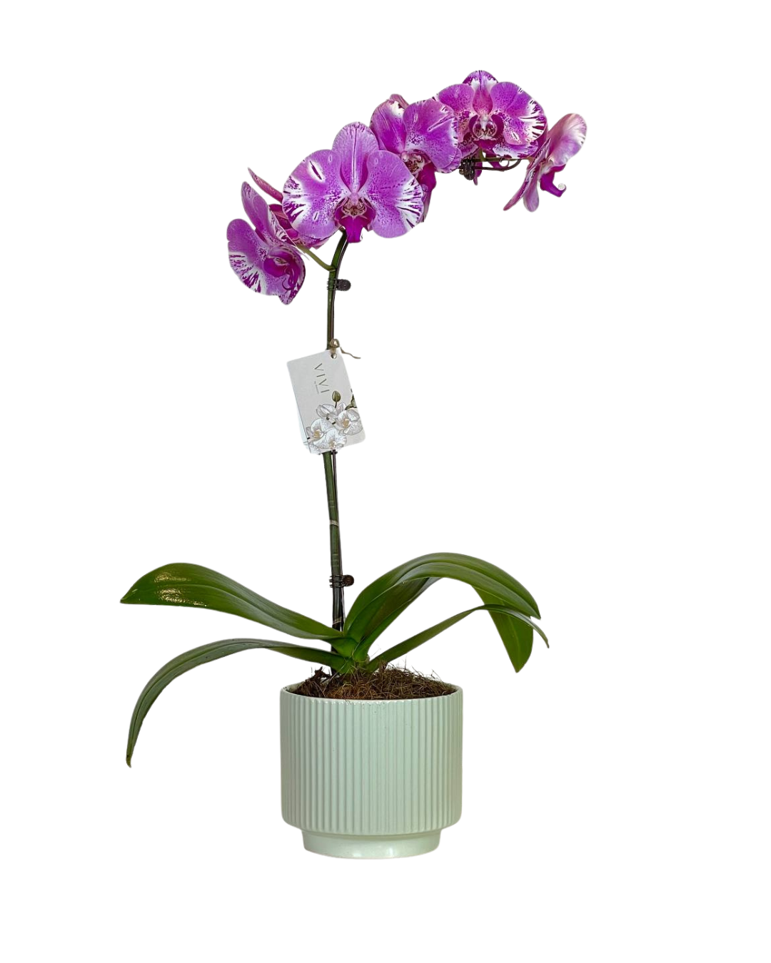 Lichen