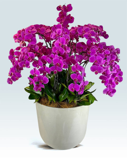 orchids phalaenopsis orchid arrangements orchid care orchid delivery