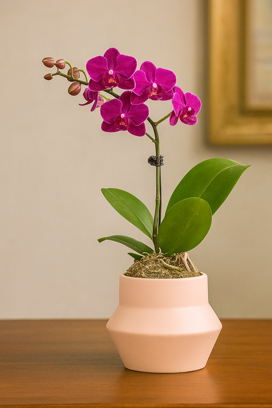 Medium Orchid Subscription Plan