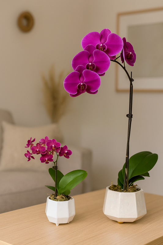 One-Time Payment Orchid Subscription Plan