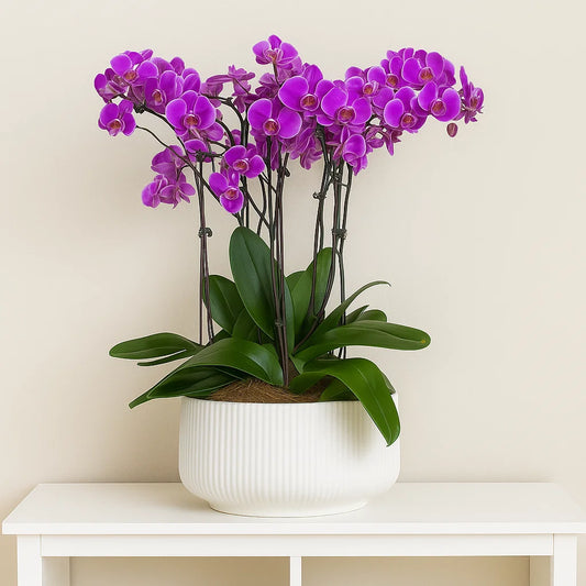 Monthly Subscription: 6 Large Stems Delivered Monthly