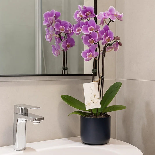 Monthly Subscription: 4 Medium Stems Delivered Monthly