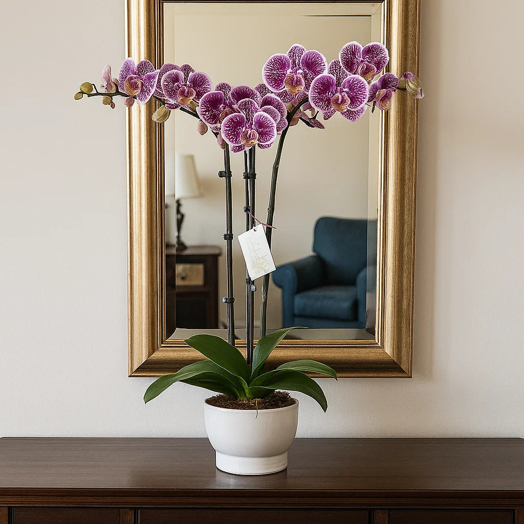 Monthly Subscription: 3 Large Stems Delivered Monthly
