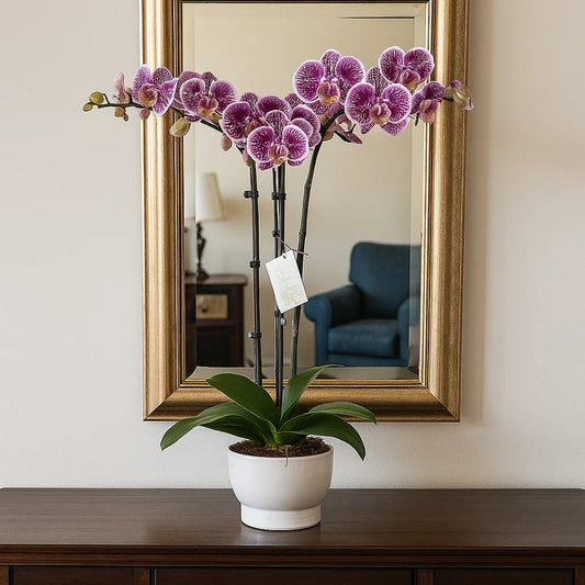 Monthly Subscription: 3 Large Stems Delivered Monthly