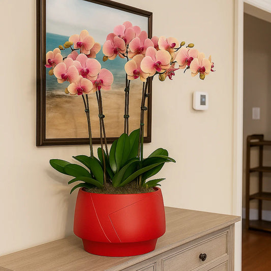 Monthly Subscription: 7 Large Stems Delivered Monthly
