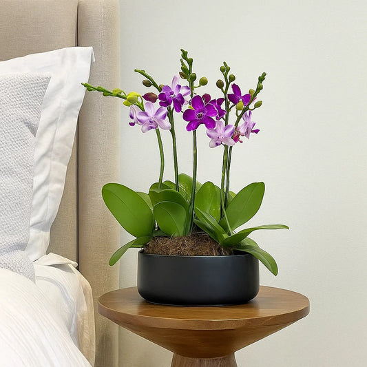 Monthly Subscription: 6 Medium Stems Delivered Monthly