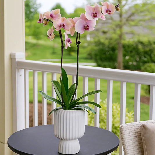 Monthly Subscription: 2 Large Stems Delivered Monthly