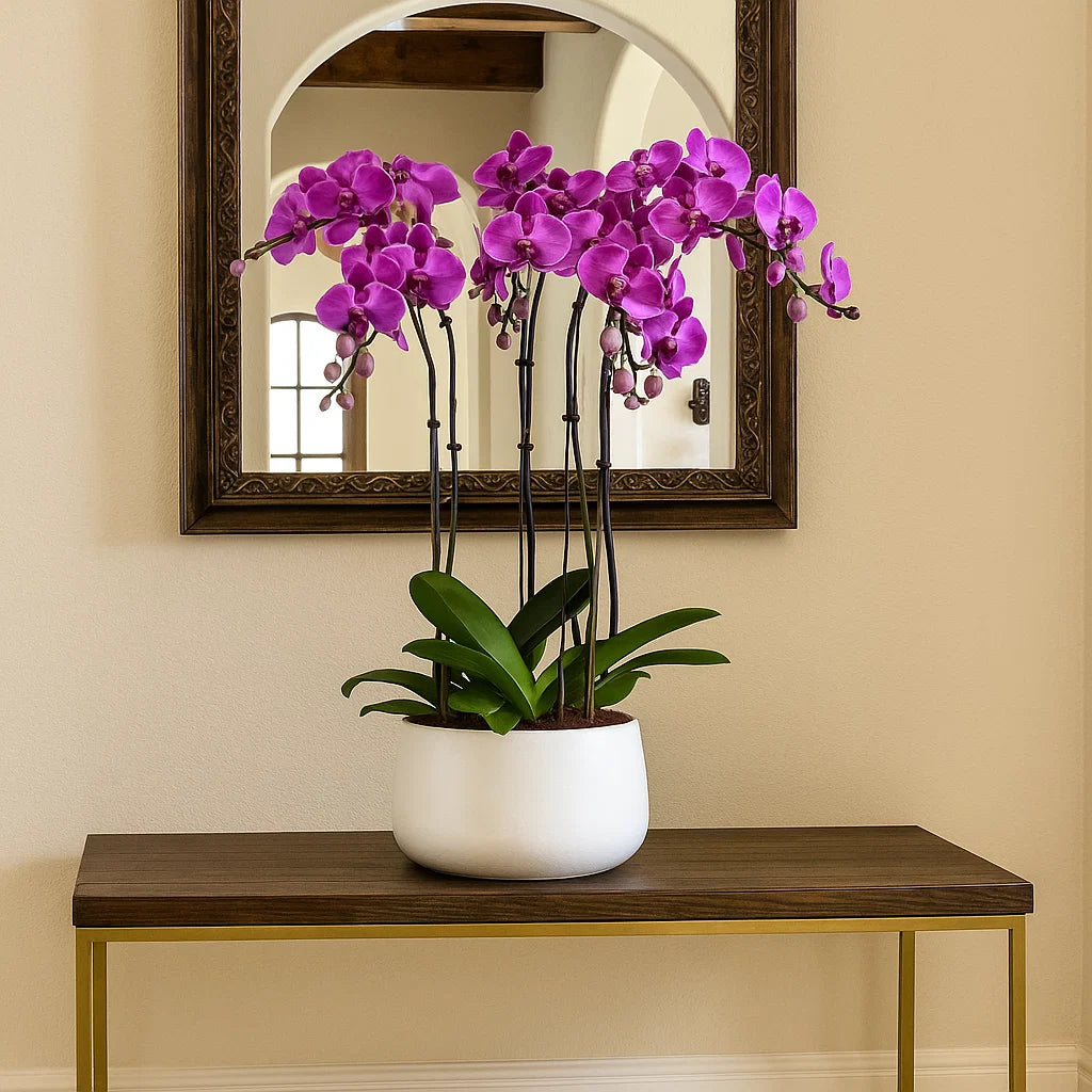 Monthly Subscription: 5  Large Stems Delivered Monthly