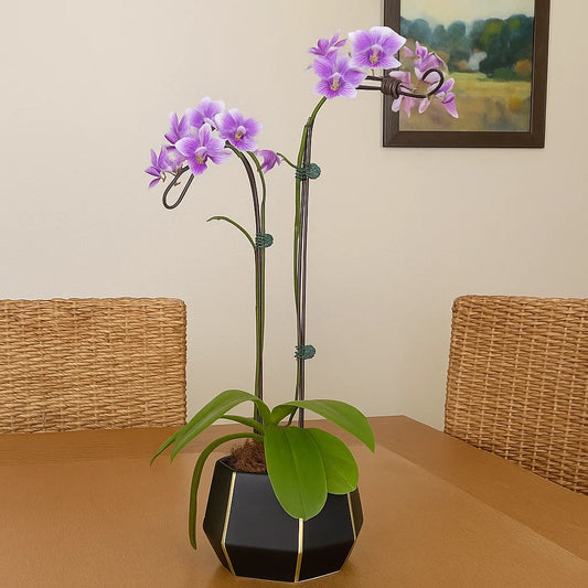 Monthly Subscription: 2 Medium Stems Delivered Monthly